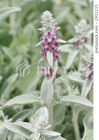 羔羊的耳朵 香草 草本的 2931235