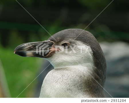 Humboldt Penguin 2931284