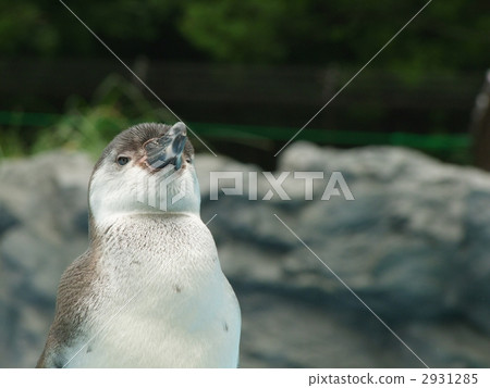 Humboldt Penguin 2931285
