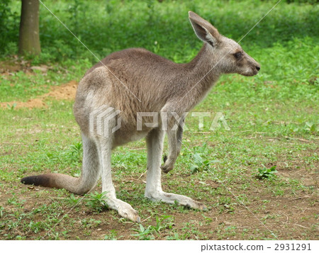 東部灰色袋鼠 2931291