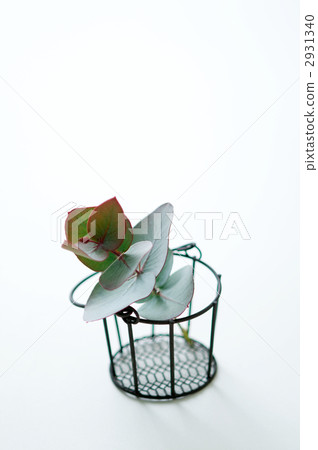 桉樹 綠葉 花瓶 2931340