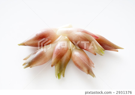 potherbs, japanese ginger, divine protection 2931376