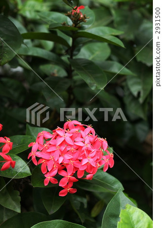 Santanka red flower 2931500