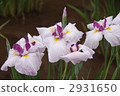 鳶尾花 2931650