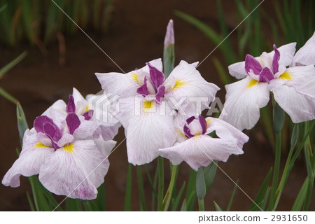 Iris Iris 2931650