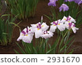 鳶尾花 2931670