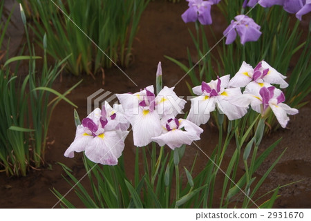 Iris Iris 2931670