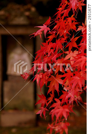 在Ichi-ji寺廟的秋葉 2931677