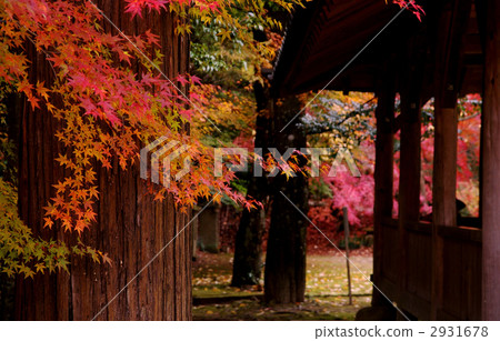 Autumn leaves at Ichi-ji Temple 2931678