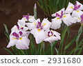 鳶尾花 2931680