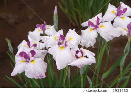 Iris Iris 2931680