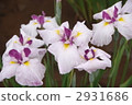 鳶尾花 2931686