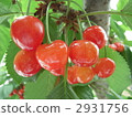 cherries, cherry, fruit 2931756