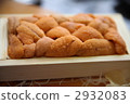 sea urchin 2932083