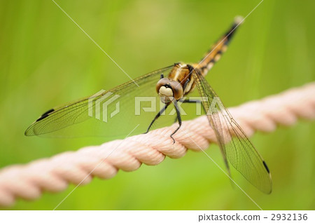 japanese skimmer, orthetrum japonicum, dragonfly 2932136
