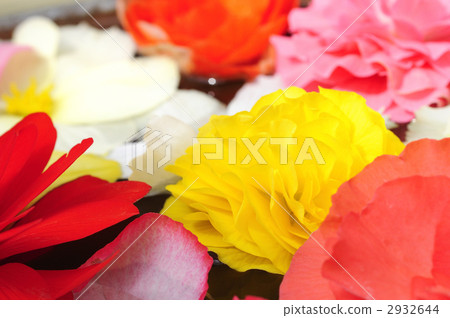 begonia, bloom, blossom 2932644