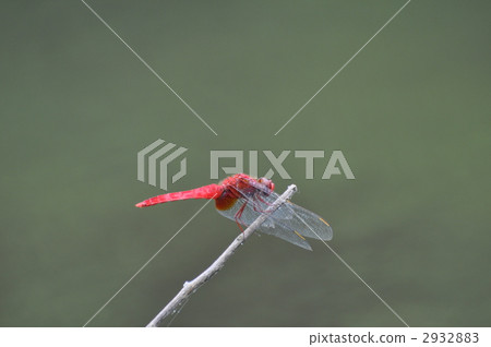 適合在樹的蜻蜓 2932883