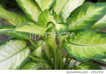 室內盆栽 觀葉植物 長橢圓形 2932932