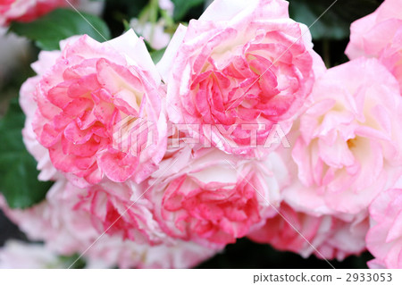 SakuraKasumi SakuraKasumi 2933053