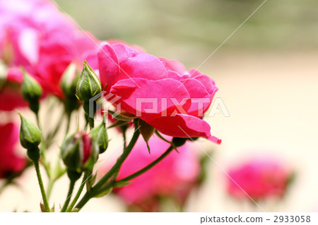 安吉拉 安吉拉 2933058