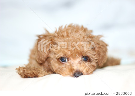 玩具貴賓犬 2933063