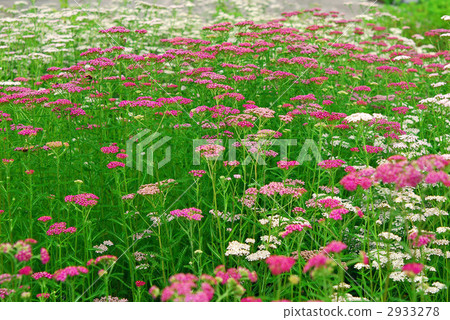 Flower garden Flower garden 2933278