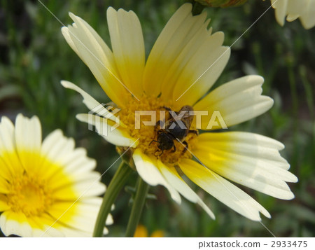 Bee on bean flowers Bee on bean flowers 2933475