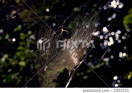 Spider web 2933535