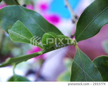 蟲子 無毛的毛毛蟲 鷹蛾毛蟲 2933774