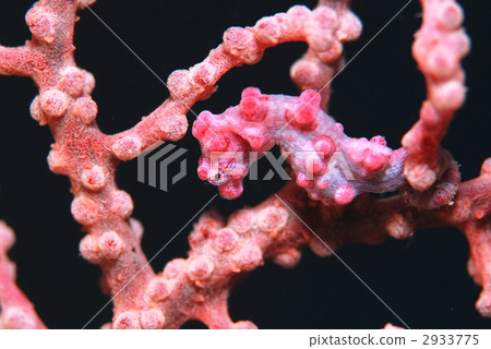 侏儒海水管 2933775