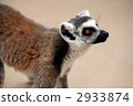ring-tailed lemur, lemur, lemurs 2933874