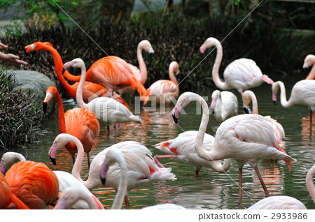 Flamingo Flamingo 2933986