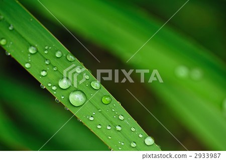 Green and water drops Green and water drops 2933987