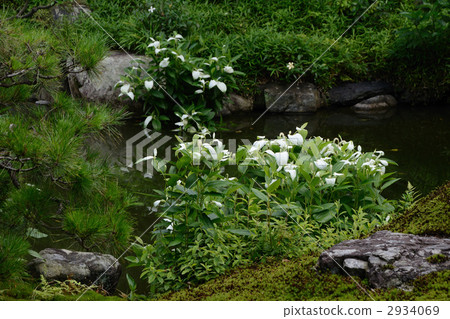雙腿，半夏花園 2934069