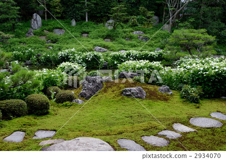 雙腿,半夏花園 雙腿,半夏花園 2934070