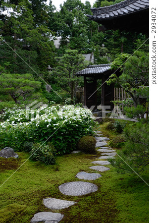 雙腿,半夏花園 雙腿,半夏花園 2934072