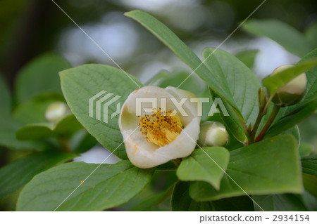 Saruwood's flowers 2934154