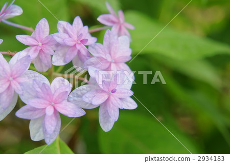 繡球花星開花的Ezo繡球花 2934183
