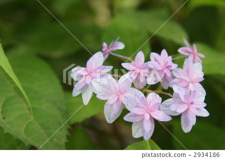 繡球花星開花的Ezo繡球花 繡球花星開花的Ezo繡球花 2934186