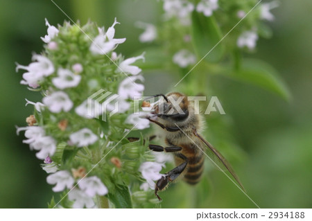 bee, hive bee, honeybee 2934188