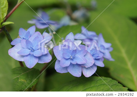 Hydrangea Shiogasaki 2934192