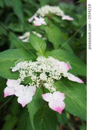 繡球花紅柏 繡球花紅柏 2934219