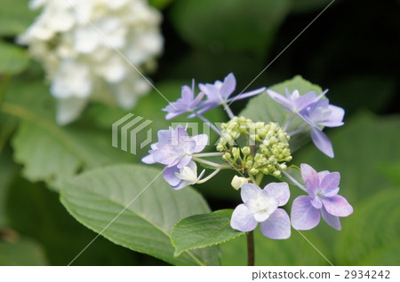 Hydrangea Shiogasaki 2934242