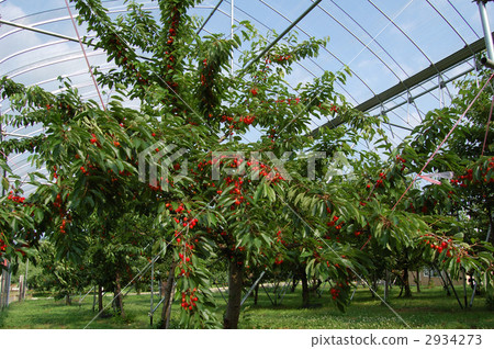 Cherry 2934273