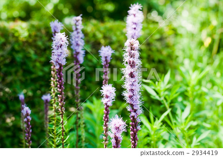 Tamaki Reatris 2934419