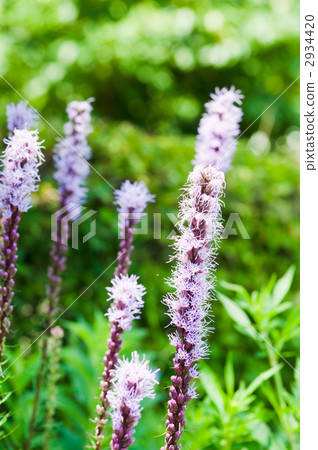 Tamaki Reatris 2934420