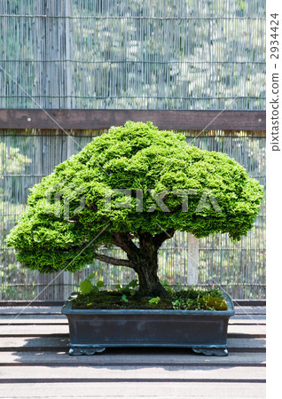Bonsai cabbage 2934424