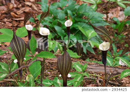 Yukimochiso 3 2934425