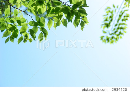 Fresh green and young leaves - 1 Fresh green and young leaves - 1 2934520