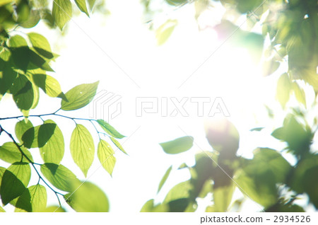 Fresh green and young leaves - 4 Fresh green and young leaves - 4 2934526